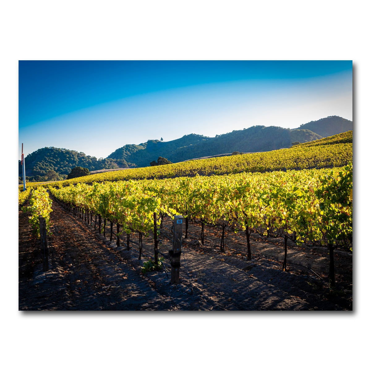 AUTO-MOCKUP WHITE | Central California Vineyard | 1 Piece | Gallery Wrap Canvas | group=4x3