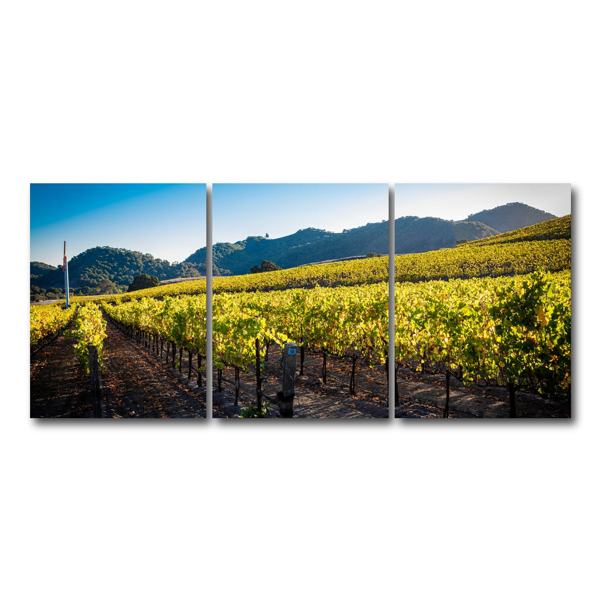 AUTO-MOCKUP WHITE | Central California Vineyard | 3 Piece | Gallery Wrap Canvas | group=18x24