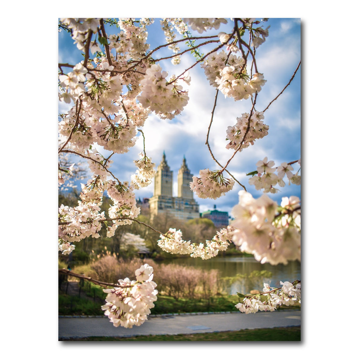 AUTO-MOCKUP WHITE | Central Park Cherry Blossoms | 1 Piece | Gallery Wrap Canvas | group=3x4