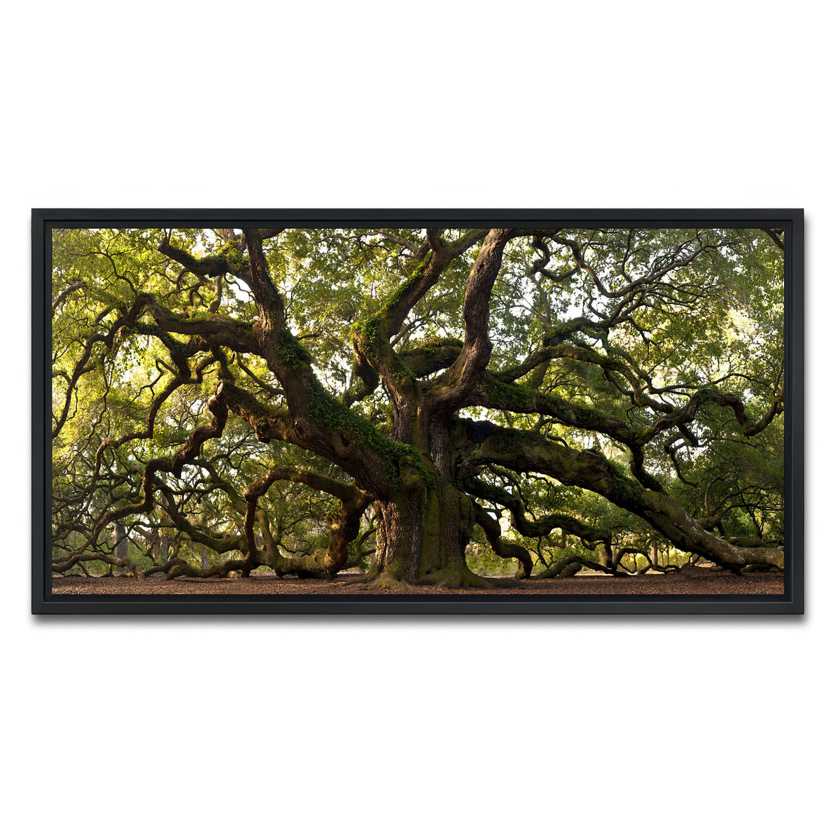 AUTO-MOCKUP WHITE | Charleston angel oak | 1 Piece | Black Frame | group=2x1
