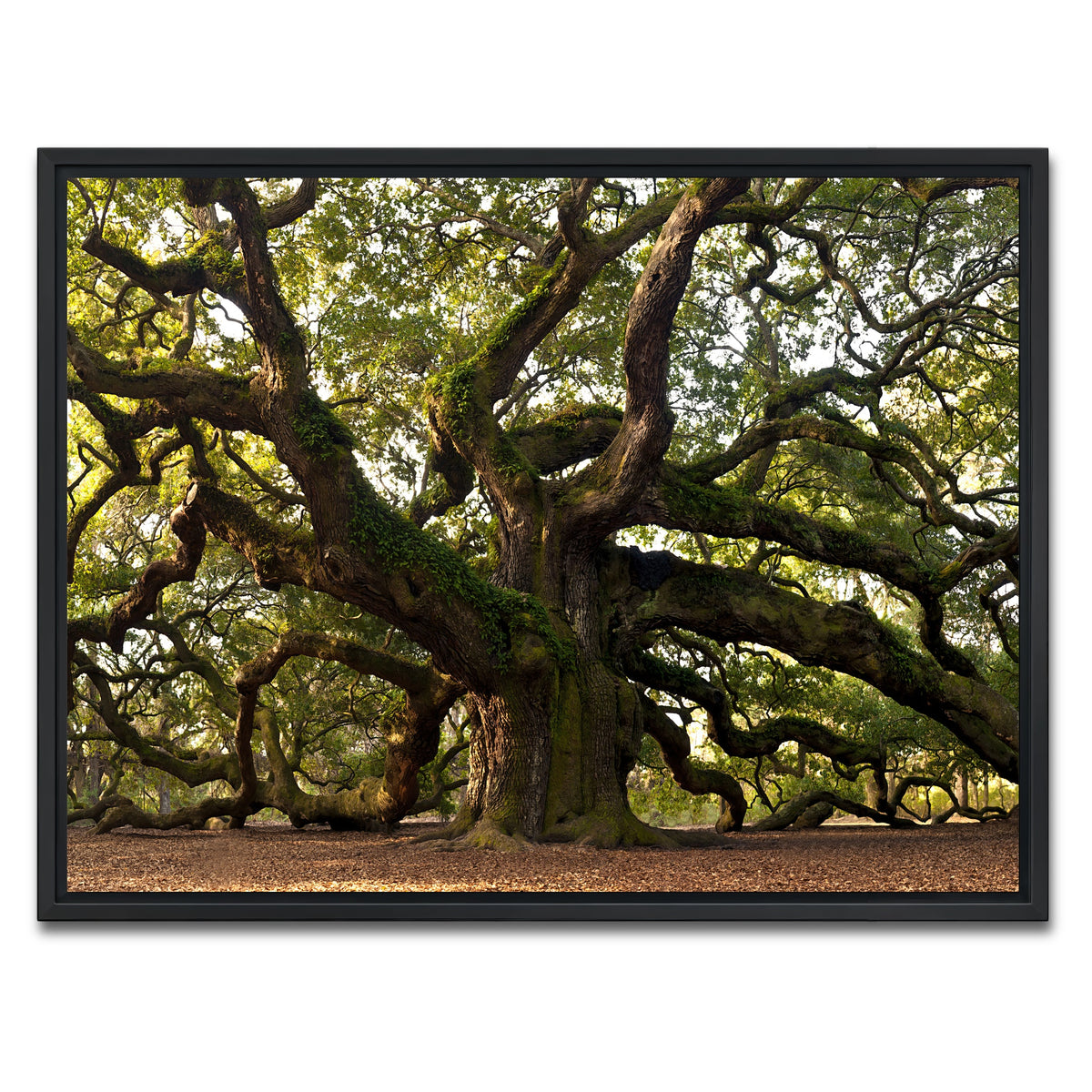 AUTO-MOCKUP WHITE | Charleston angel oak | 1 Piece | Black Frame | group=4x3