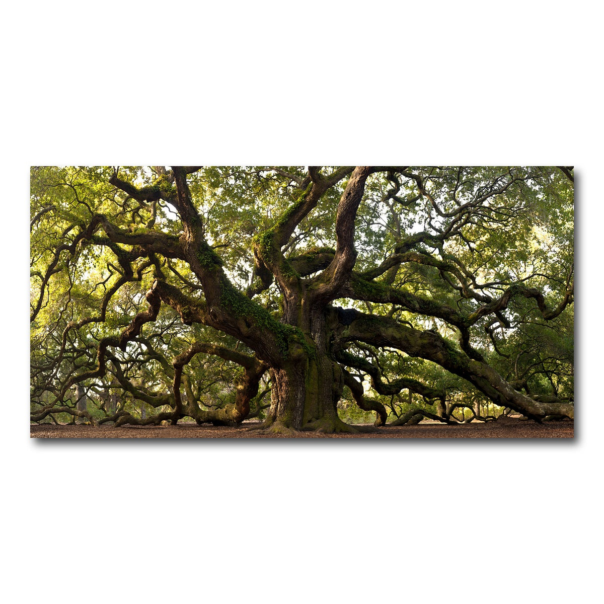 AUTO-MOCKUP WHITE | Charleston angel oak | 1 Piece | Gallery Wrapped | group=2x1