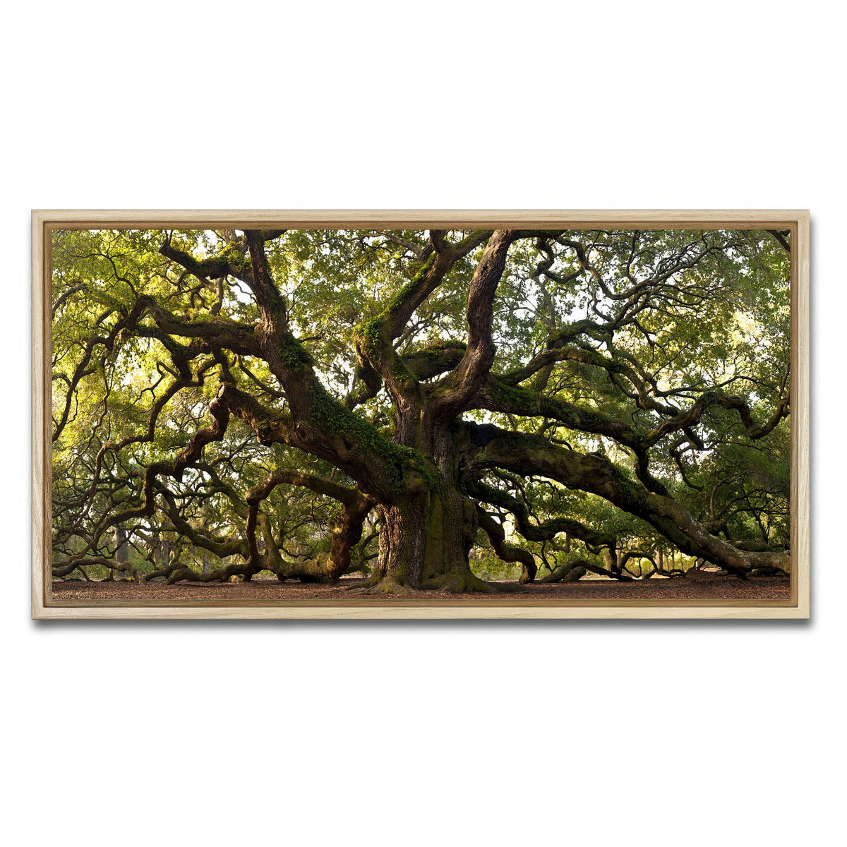 AUTO-MOCKUP WHITE | Charleston angel oak | 1 Piece | Natural Frame | group=2x1