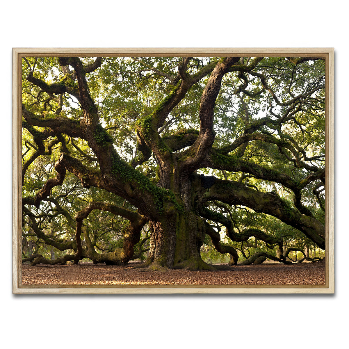AUTO-MOCKUP WHITE | Charleston angel oak | 1 Piece | Natural Frame | group=4x3