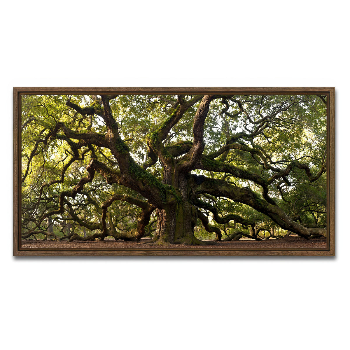 AUTO-MOCKUP WHITE | Charleston angel oak | 1 Piece | Walnut Frame | group=2x1
