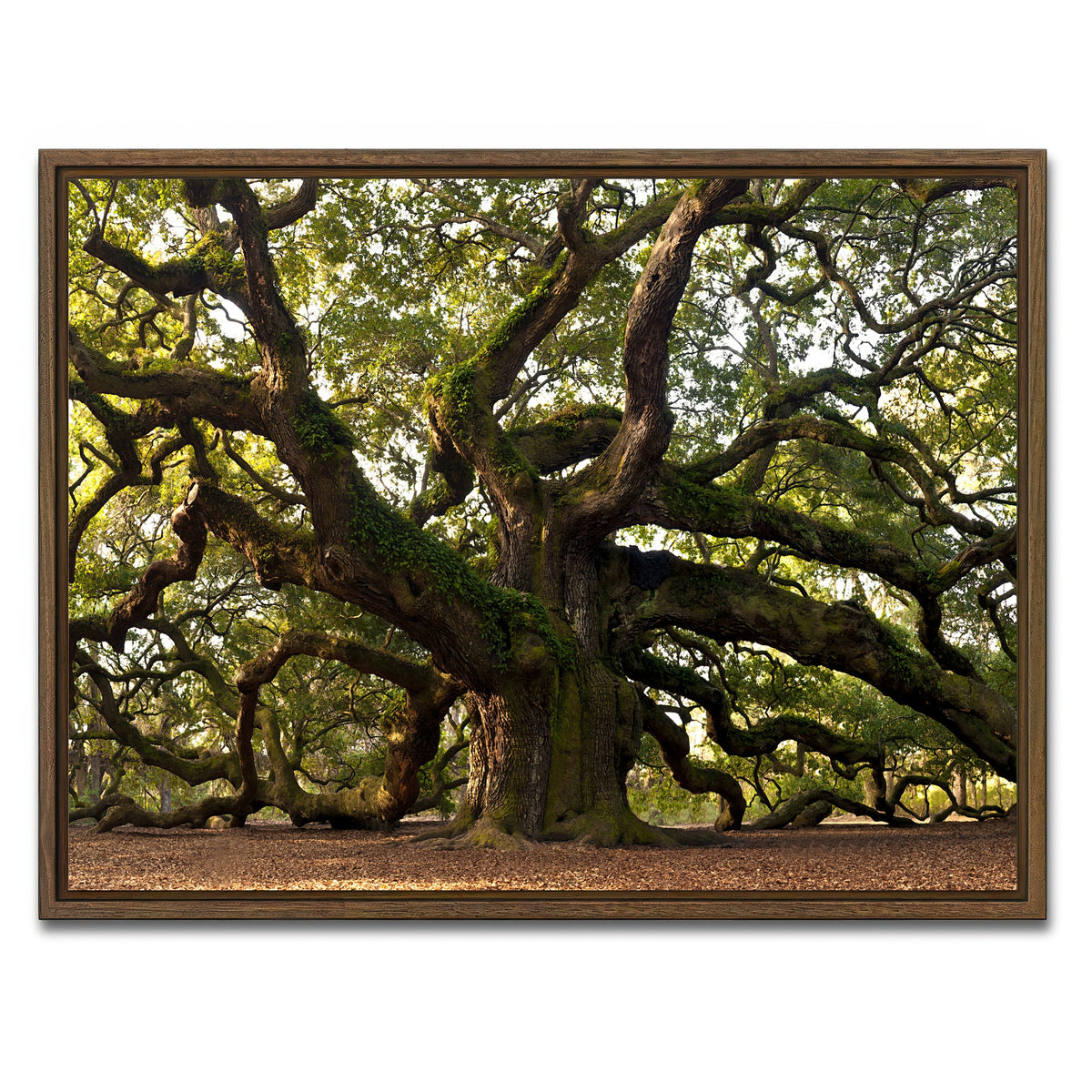 AUTO-MOCKUP WHITE | Charleston angel oak | 1 Piece | Walnut Frame | group=4x3