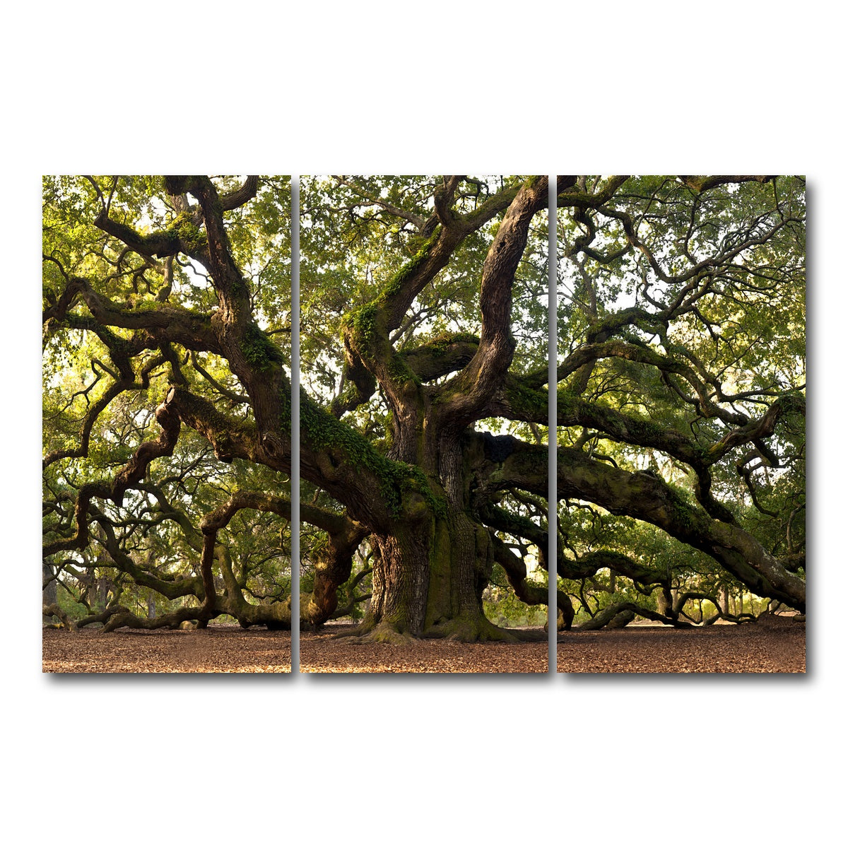 AUTO-MOCKUP WHITE | Charleston angel oak | 3 Piece | Gallery Wrapped | group=12x24