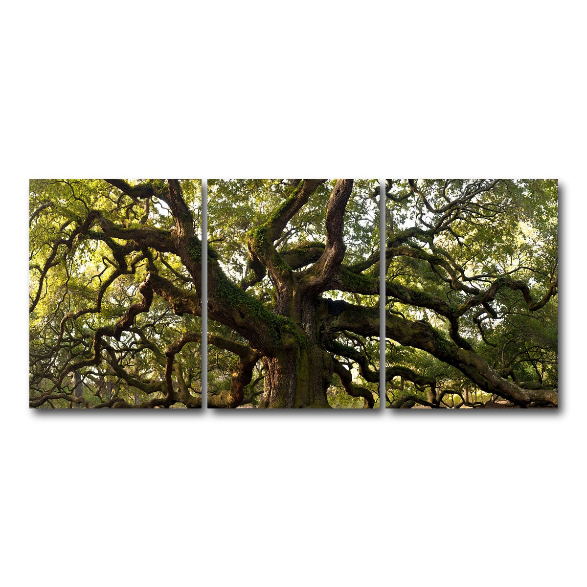 AUTO-MOCKUP WHITE | Charleston angel oak | 3 Piece | Gallery Wrapped | group=18x24