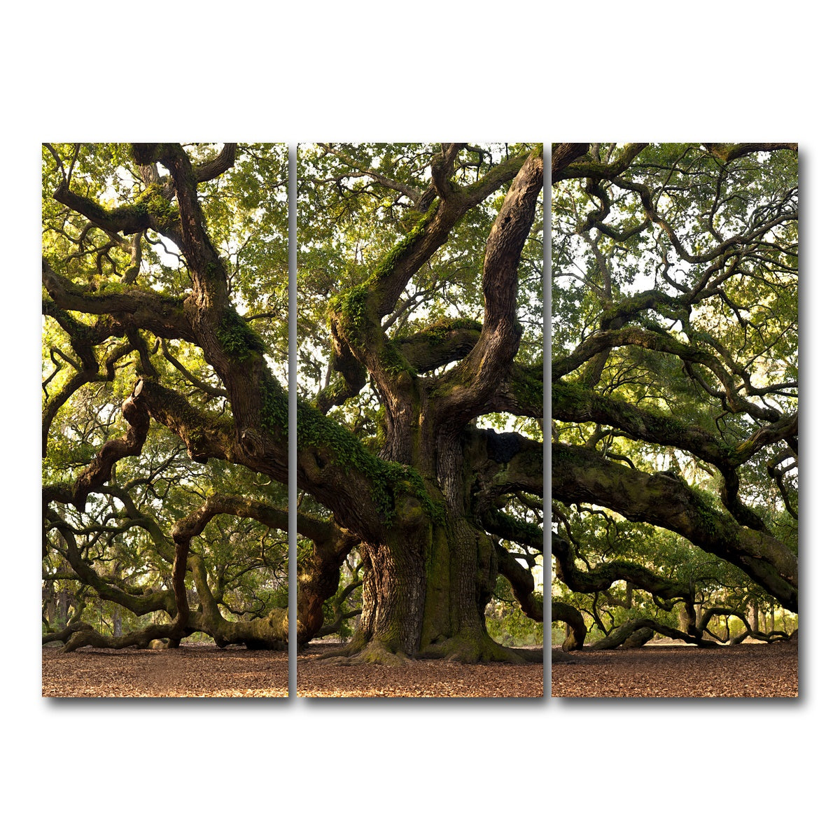 AUTO-MOCKUP WHITE | Charleston angel oak | 3 Piece | Gallery Wrapped | group=8x18