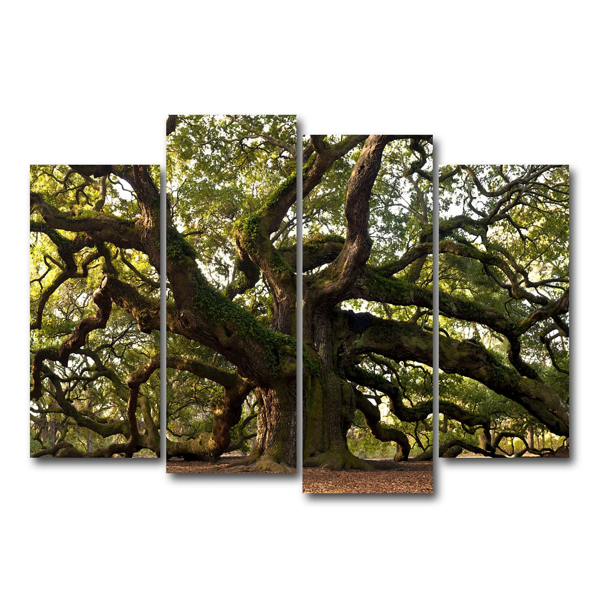 AUTO-MOCKUP WHITE | Charleston angel oak | 4 Piece | Gallery Wrapped | group=4_normal