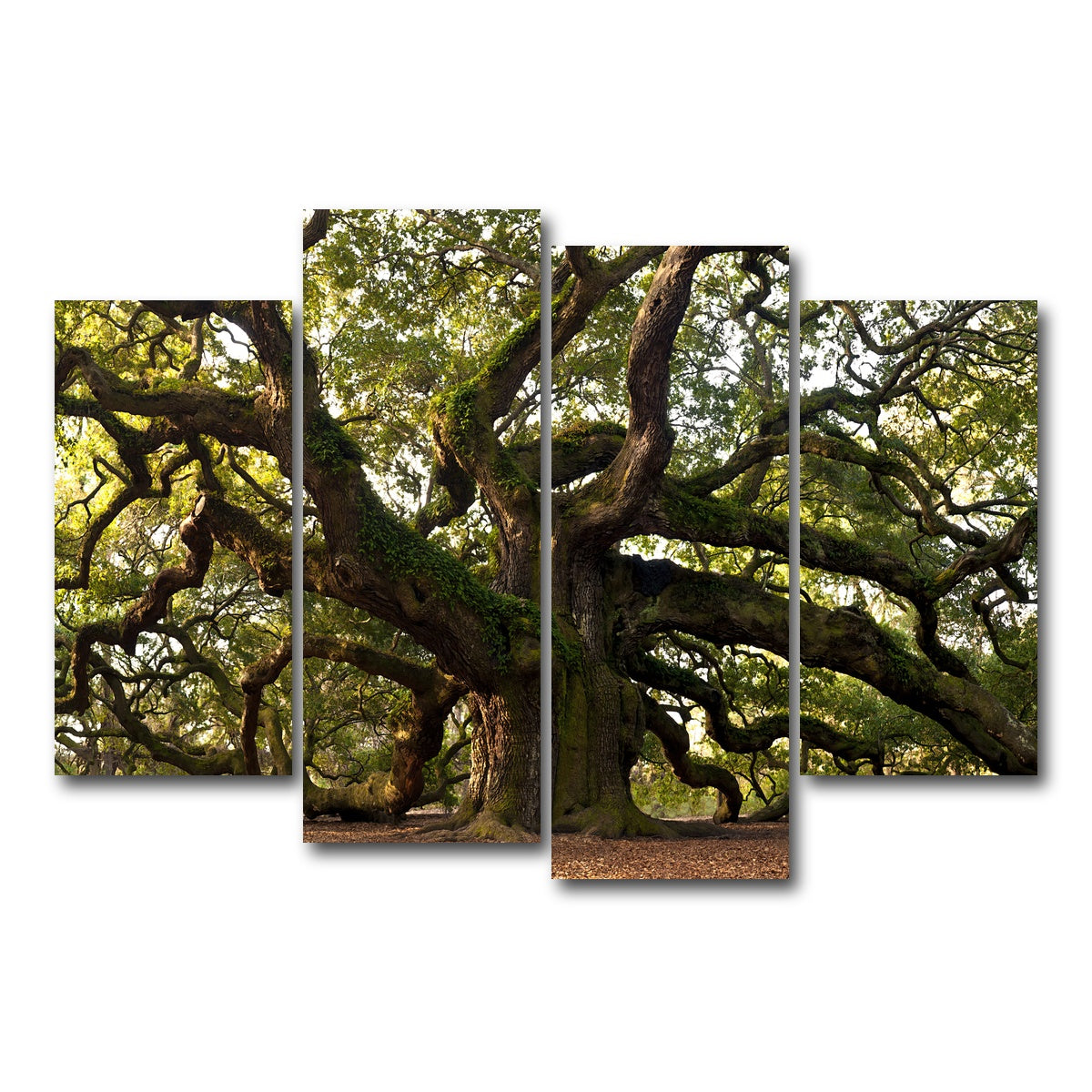 AUTO-MOCKUP WHITE | Charleston angel oak | 4 Piece | Gallery Wrapped | group=4_short