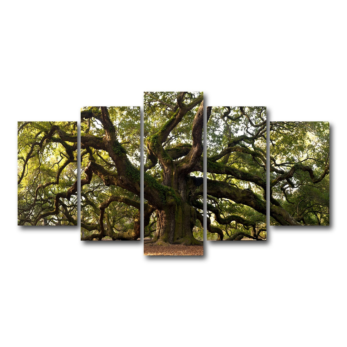 AUTO-MOCKUP WHITE | Charleston angel oak | 5 Piece | Gallery Wrapped | group=5_normal