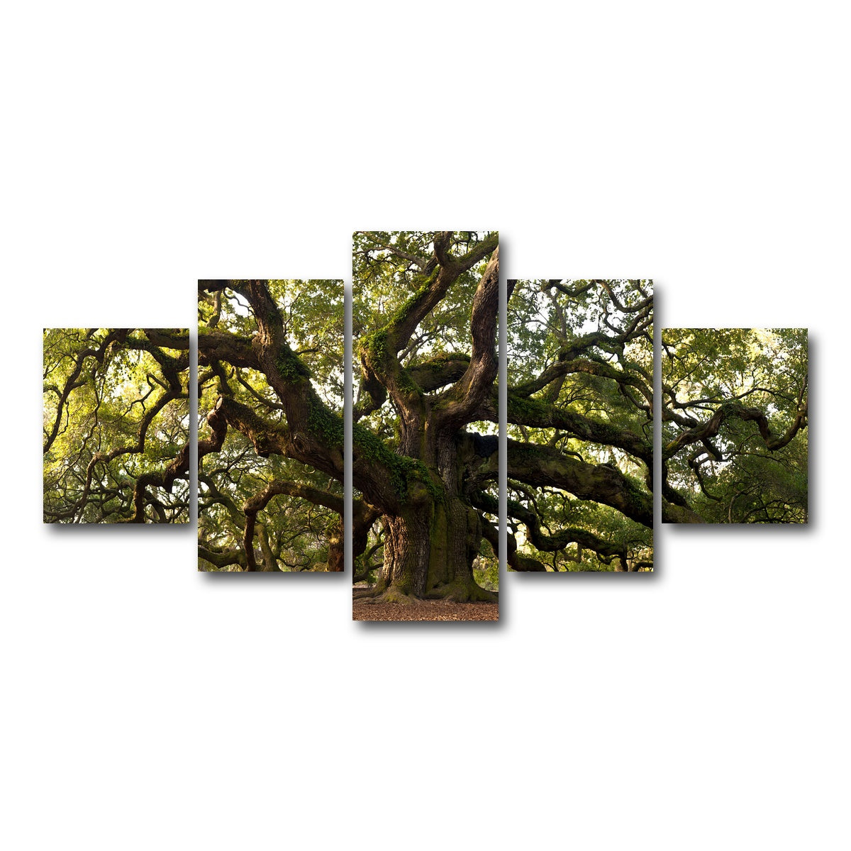 AUTO-MOCKUP WHITE | Charleston angel oak | 5 Piece | Gallery Wrapped | group=5_short