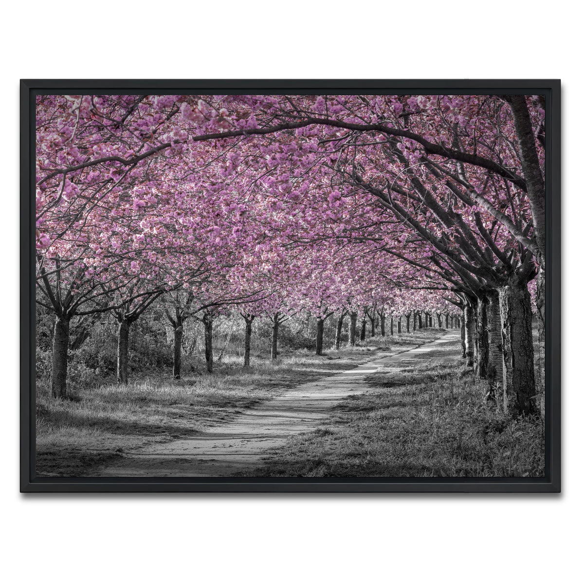 AUTO-MOCKUP WHITE | Charming cherry blossom alley in pink | 1 Piece | Black Framed Canvas | group=4x3