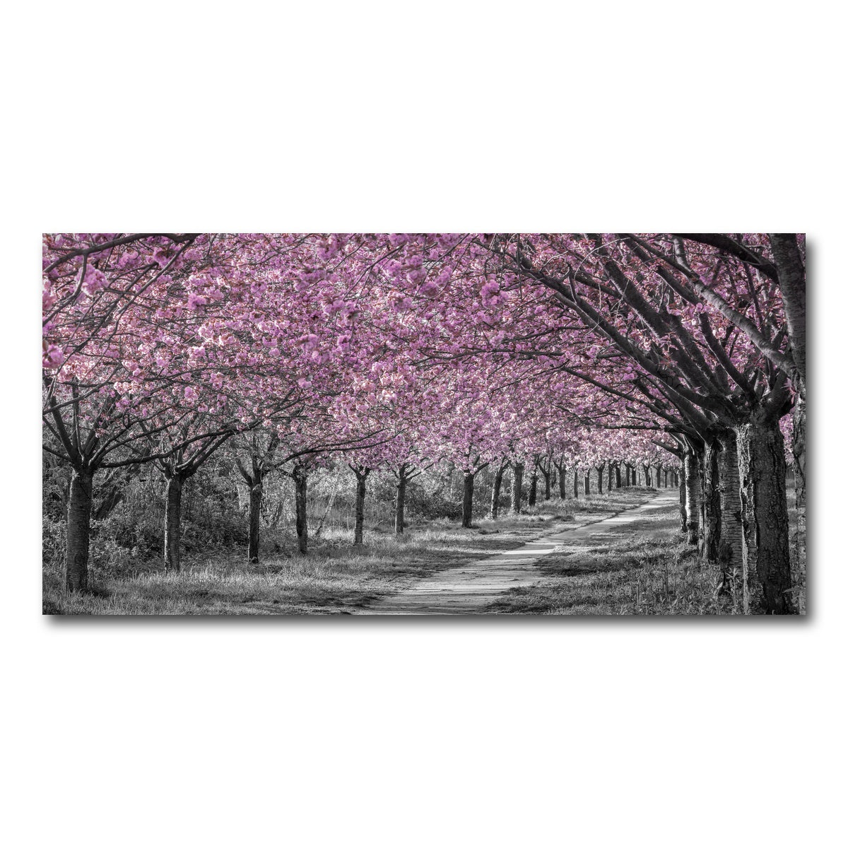 AUTO-MOCKUP WHITE | Charming cherry blossom alley in pink | 1 Piece | Gallery Wrap Canvas | group=2x1