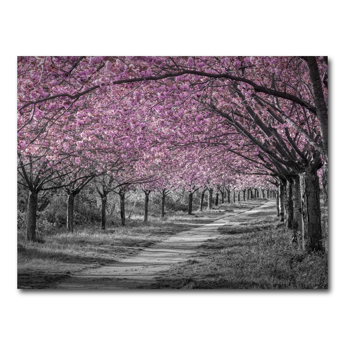 AUTO-MOCKUP WHITE | Charming cherry blossom alley in pink | 1 Piece | Gallery Wrap Canvas | group=4x3