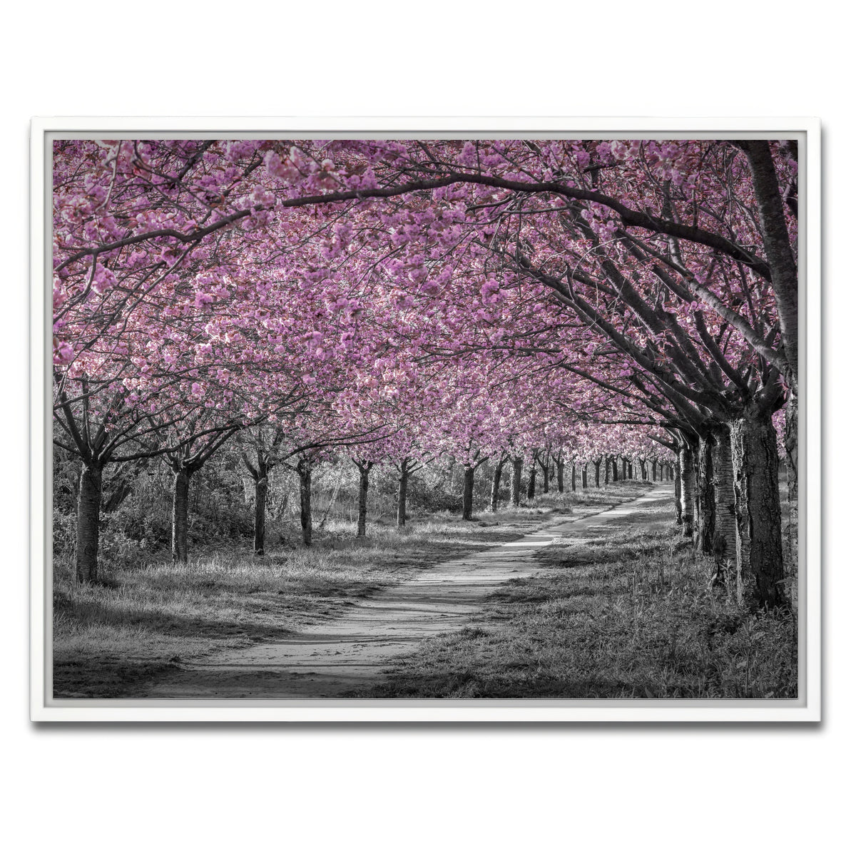 AUTO-MOCKUP WHITE | Charming cherry blossom alley in pink | 1 Piece | White Framed Canvas | group=4x3