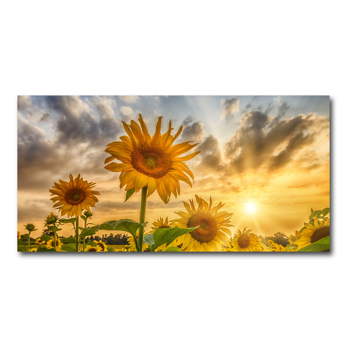 AUTO-MOCKUP WHITE | Charming sunflowers in sunset | 1 Piece | Gallery Wrap Canvas | group=2x1