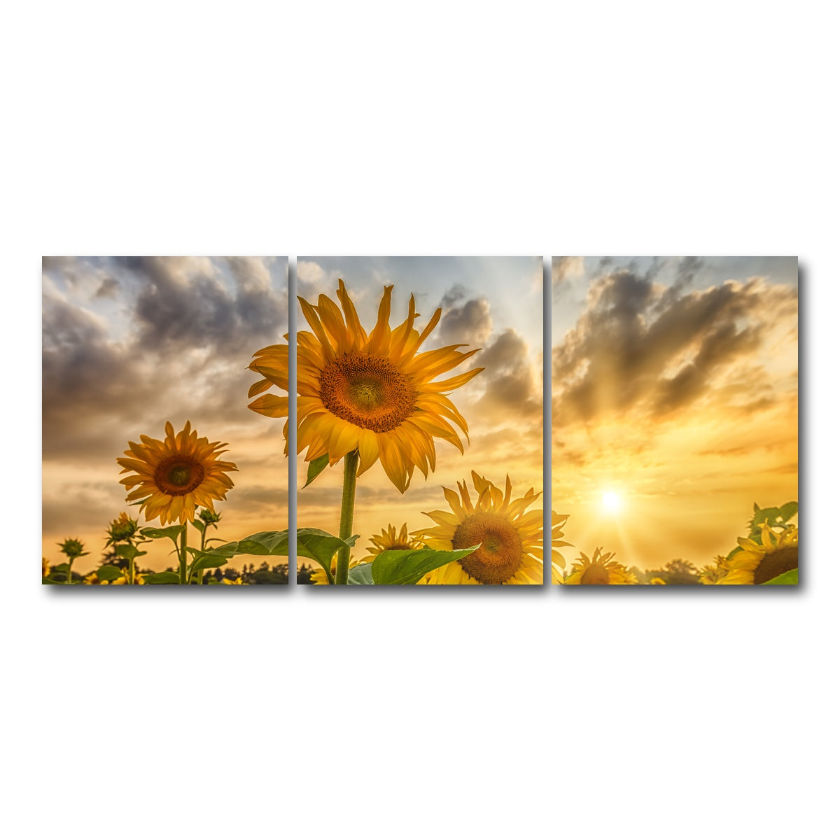 AUTO-MOCKUP WHITE | Charming sunflowers in sunset | 3 Piece | Gallery Wrap Canvas | group=18x24