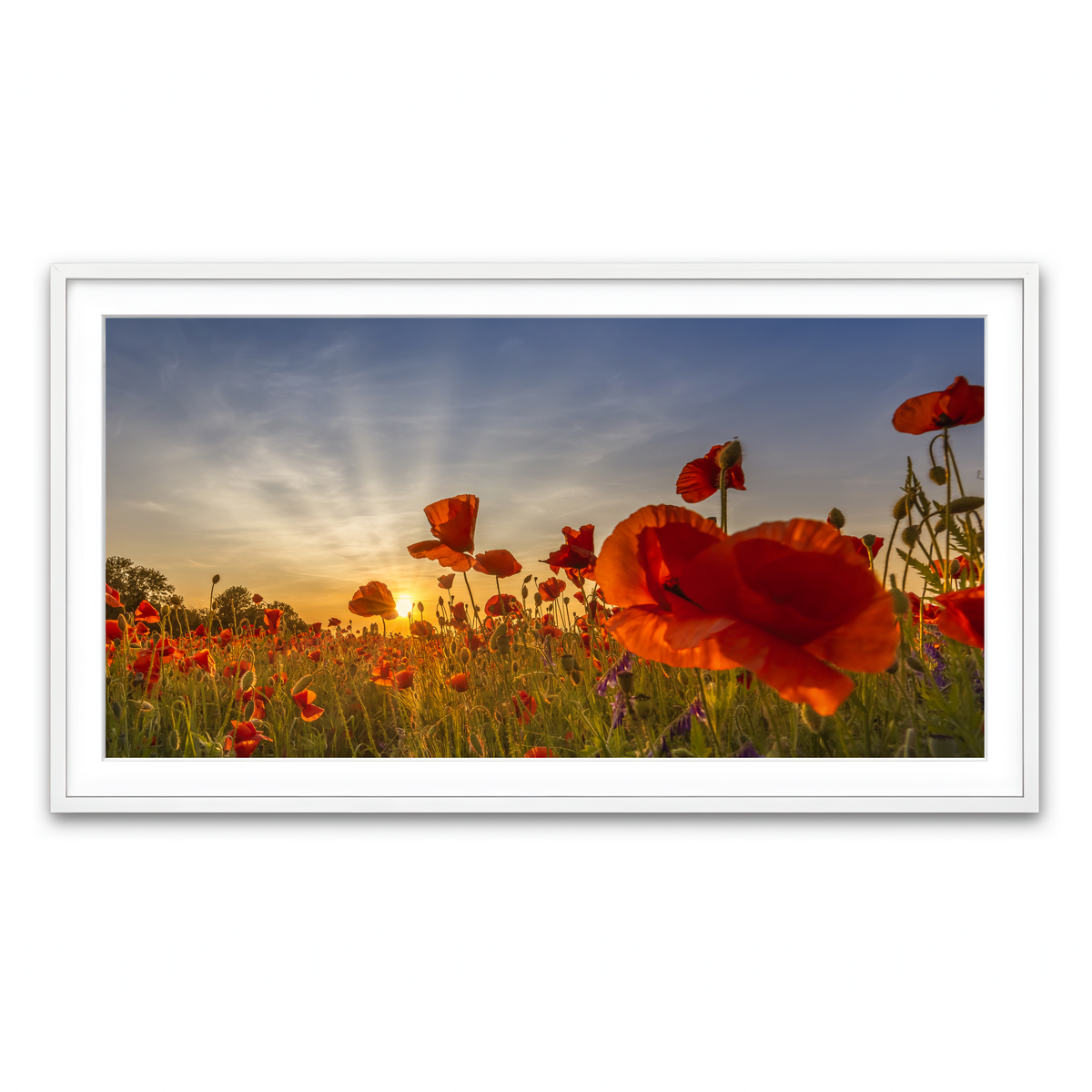 Framed Print 2x1 White
