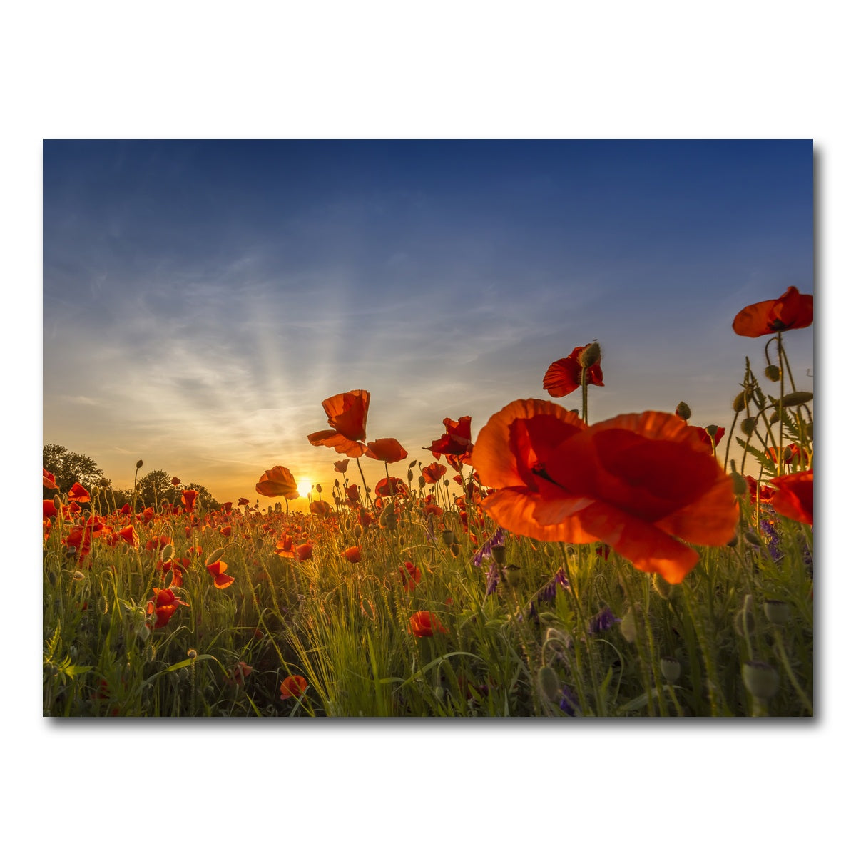 AUTO-MOCKUP WHITE | Charming sunset in poppy field | 1 Piece | Gallery Wrap Canvas | group=4x3