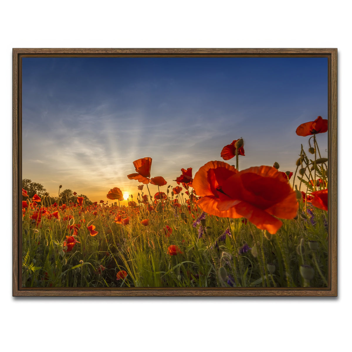 AUTO-MOCKUP WHITE | Charming sunset in poppy field | 1 Piece | Walnut Framed Canvas | group=4x3