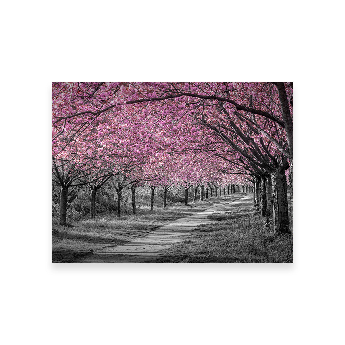 Charming Cherry Blossom Alley in Pink Wall Art