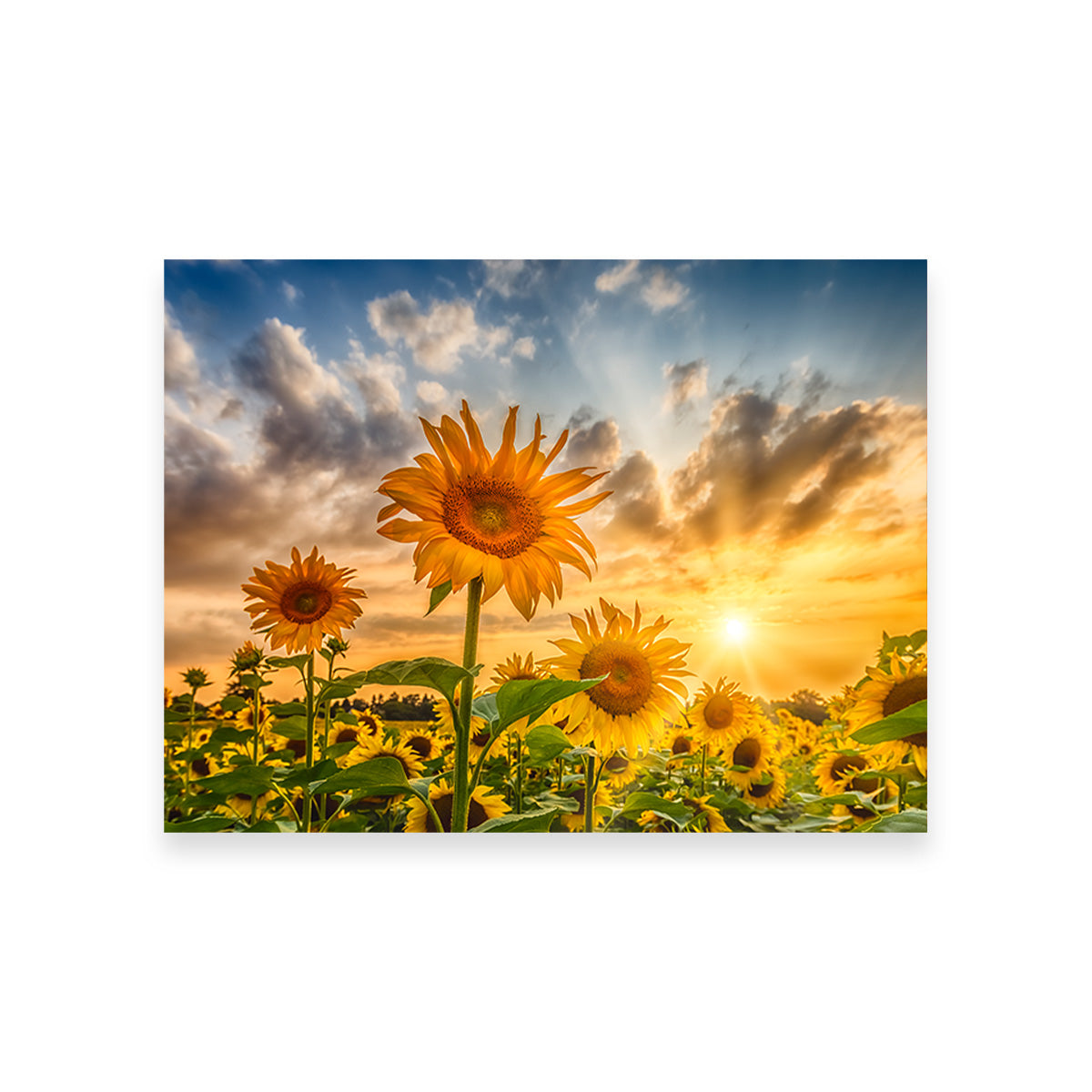 Charming Sunflowers in Sunset Wall Art