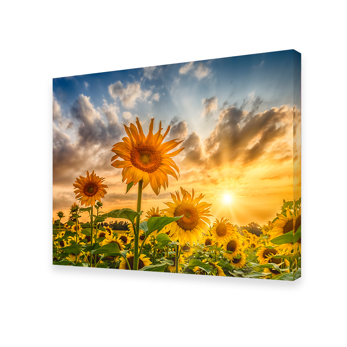 Charming Sunflowers in Sunset Wall Art