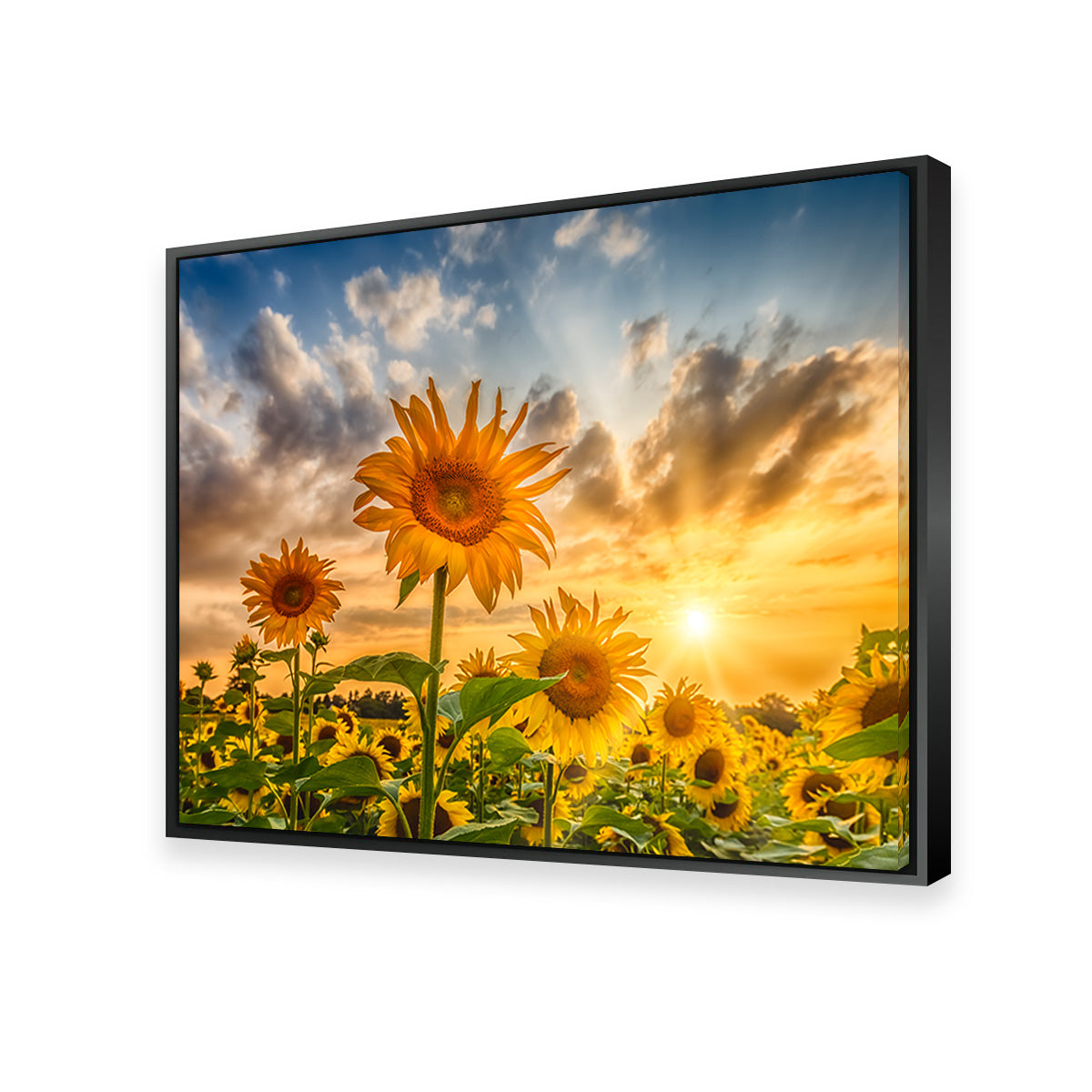 Charming Sunflowers in Sunset Wall Art