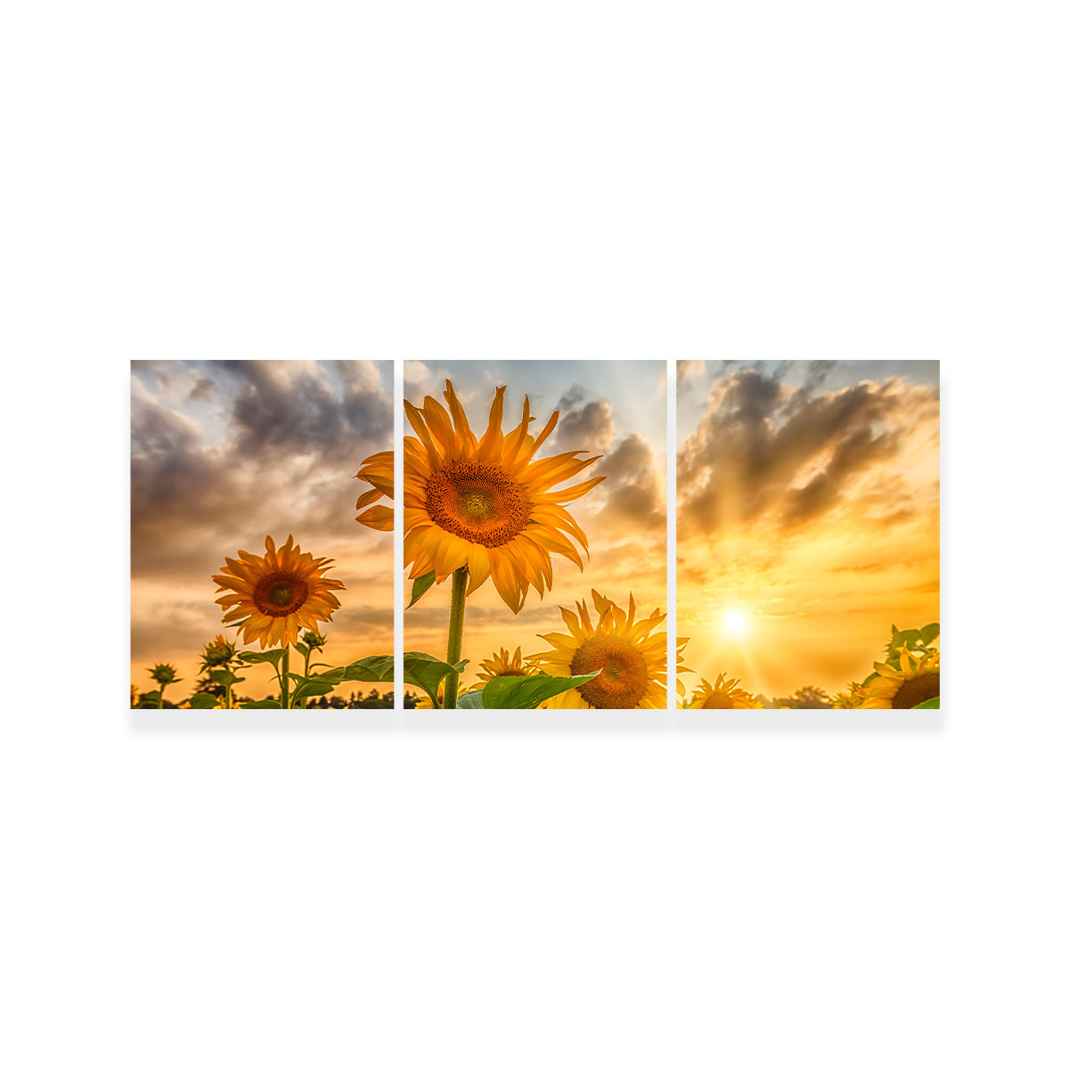 Charming Sunflowers in Sunset Wall Art