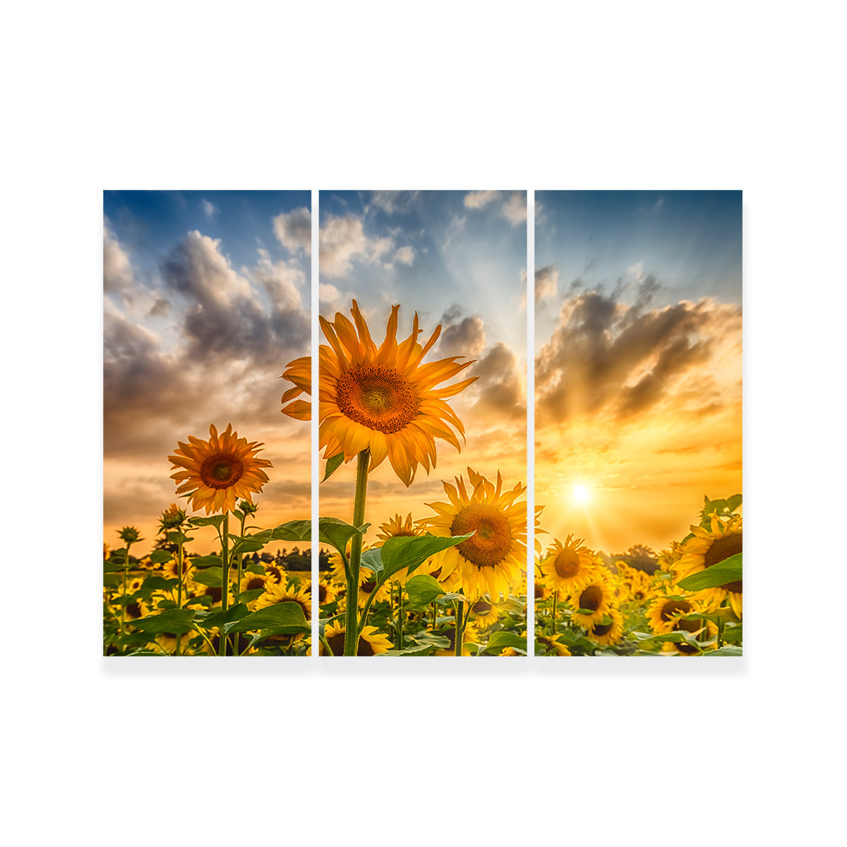 Charming Sunflowers in Sunset Wall Art