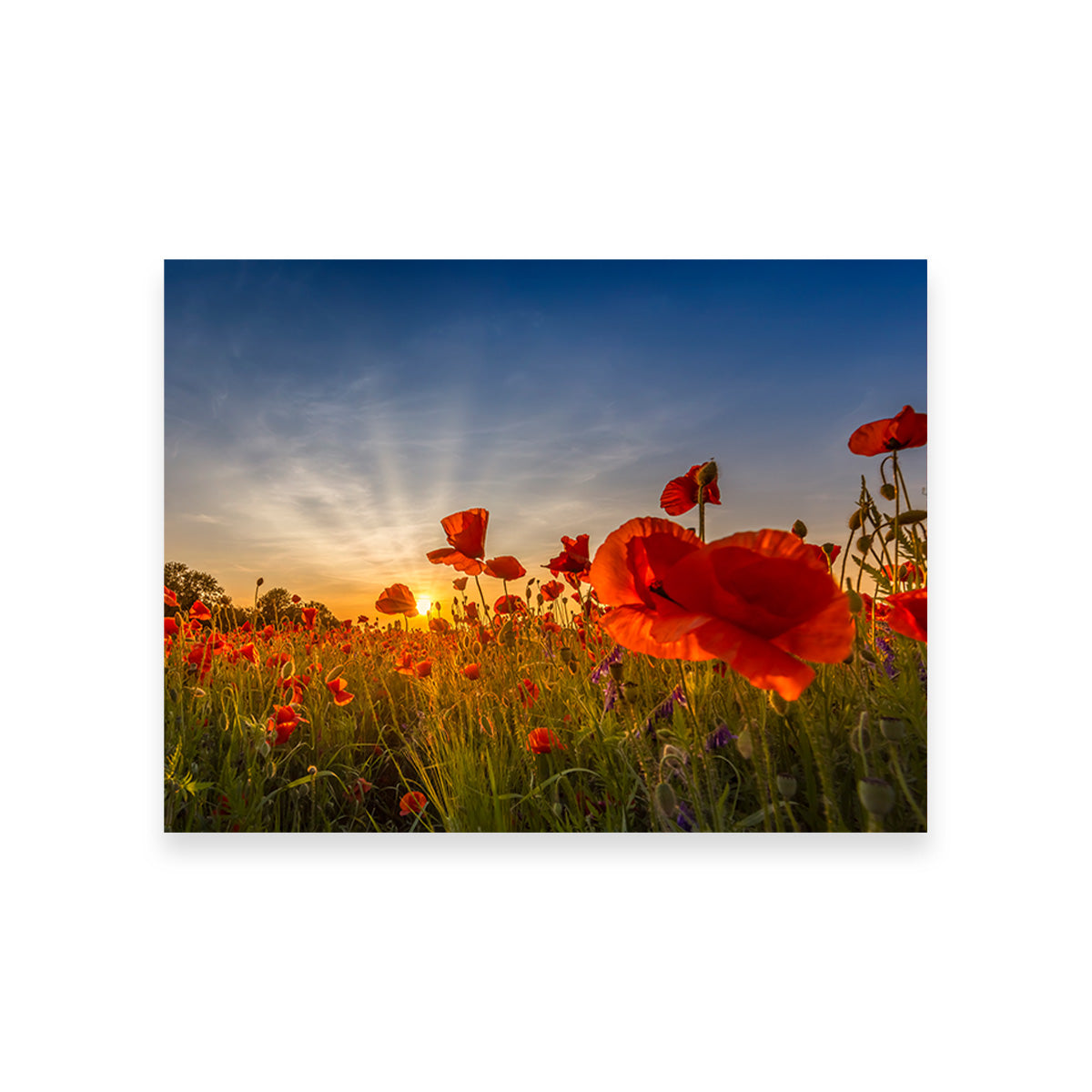 Charming Sunset in Poppy Field Wall Art