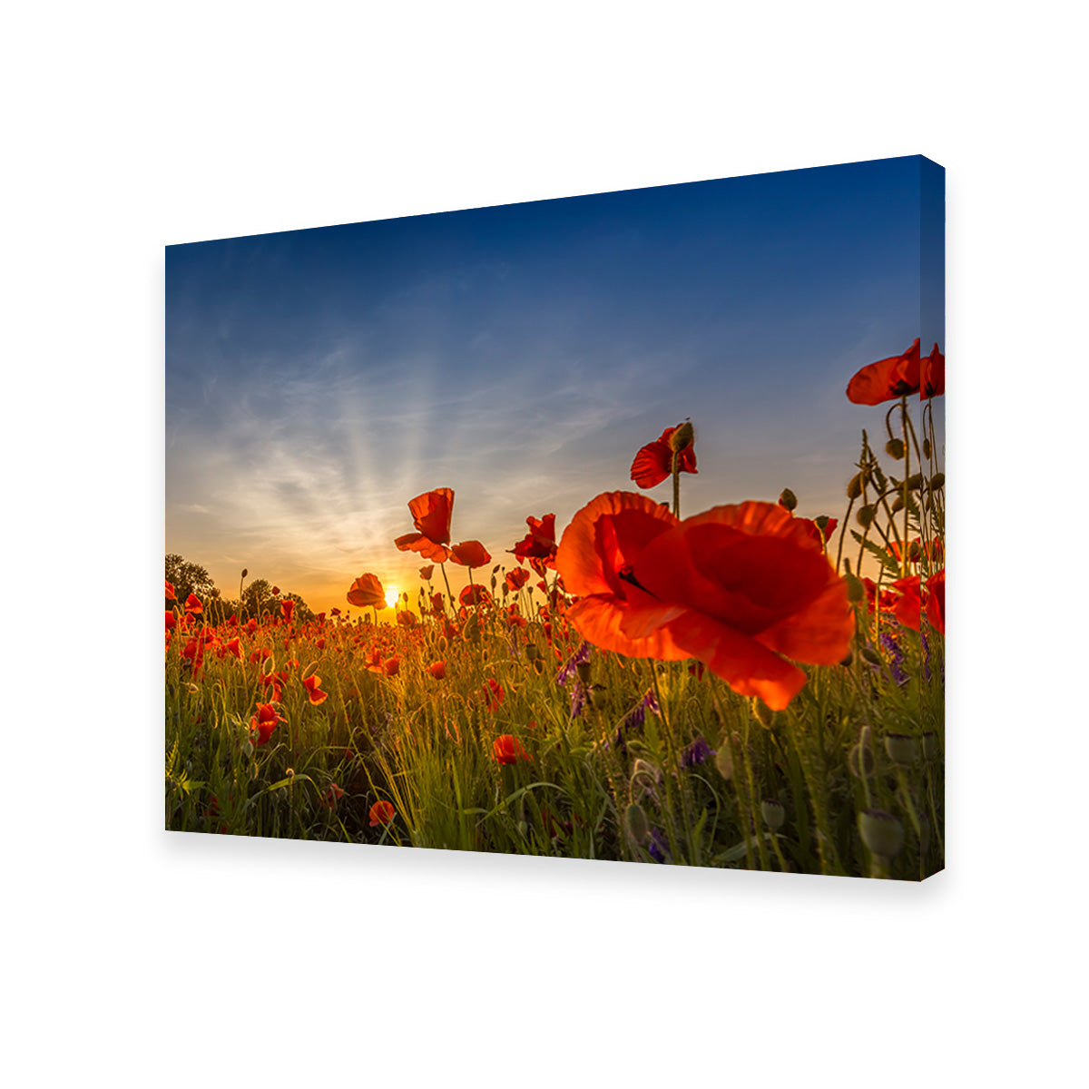 Charming Sunset in Poppy Field Wall Art
