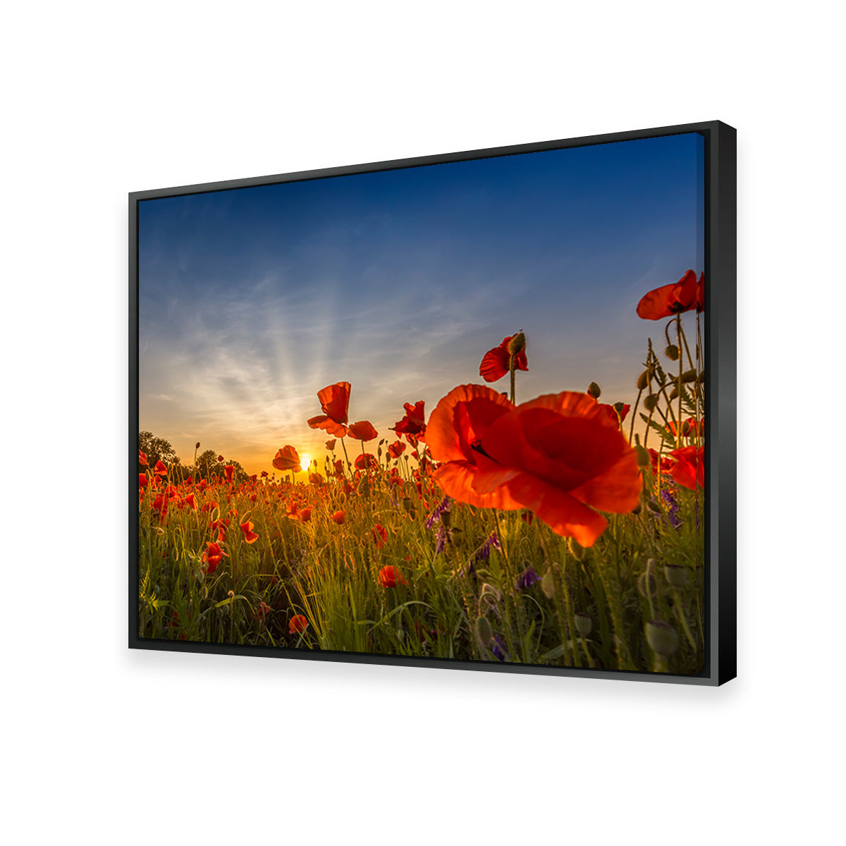 Charming Sunset in Poppy Field Wall Art