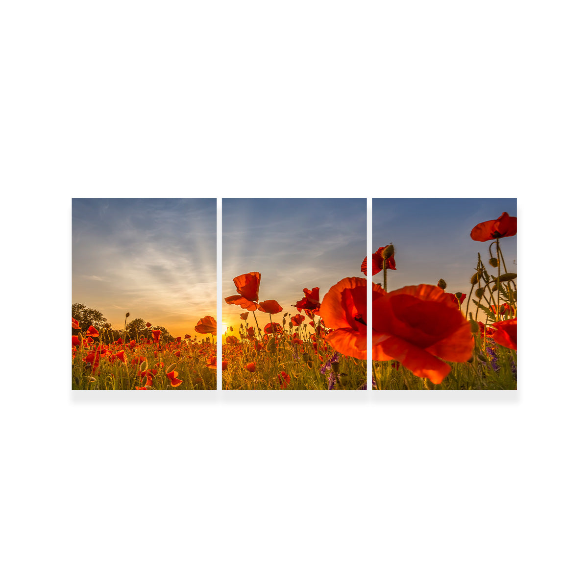 Charming Sunset in Poppy Field Wall Art