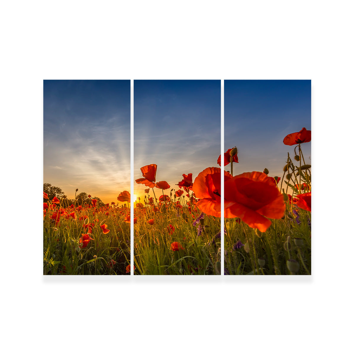 Charming Sunset in Poppy Field Wall Art