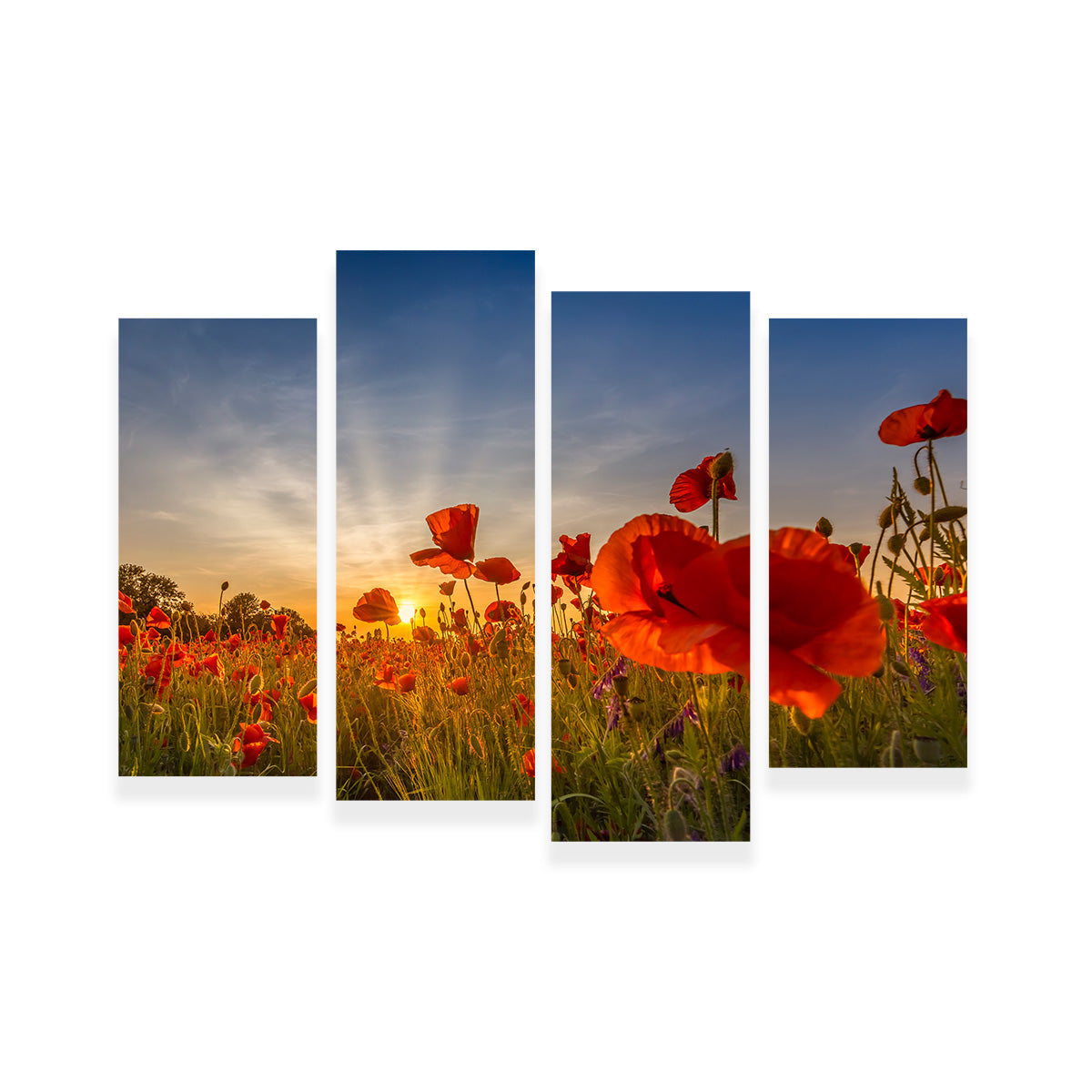 Charming Sunset in Poppy Field Wall Art