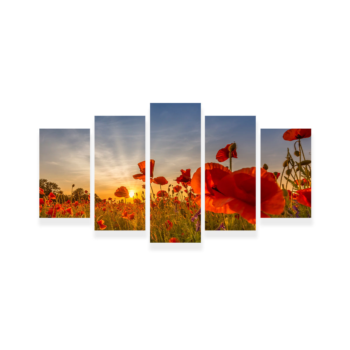 Charming Sunset in Poppy Field Wall Art