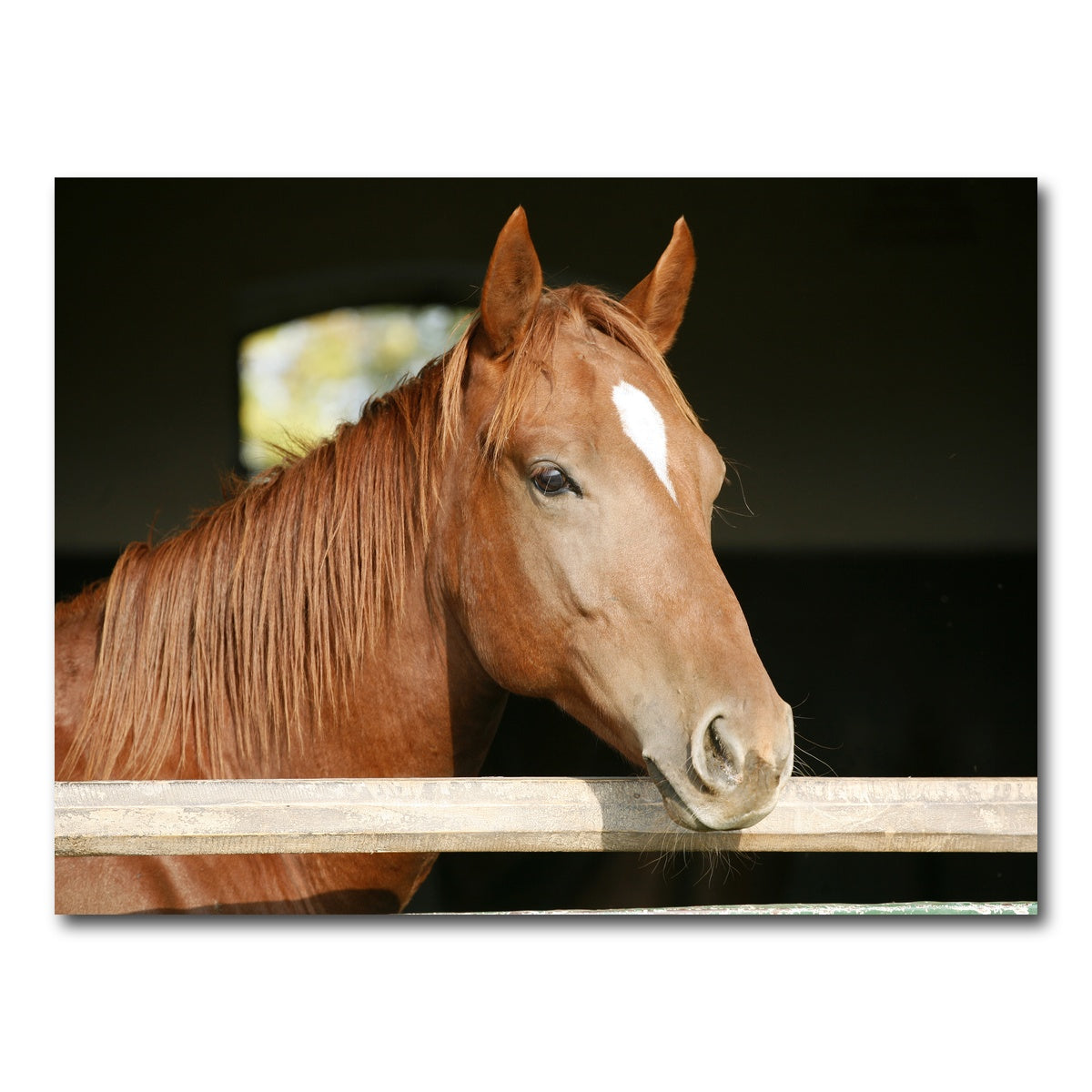 AUTO-MOCKUP WHITE | Chestnut horse | 1 Piece | Gallery Wrap Canvas | group=4x3