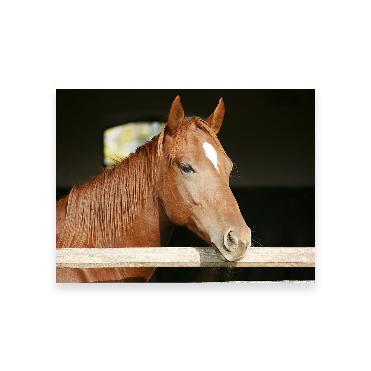 Chestnut Horse Wall Art