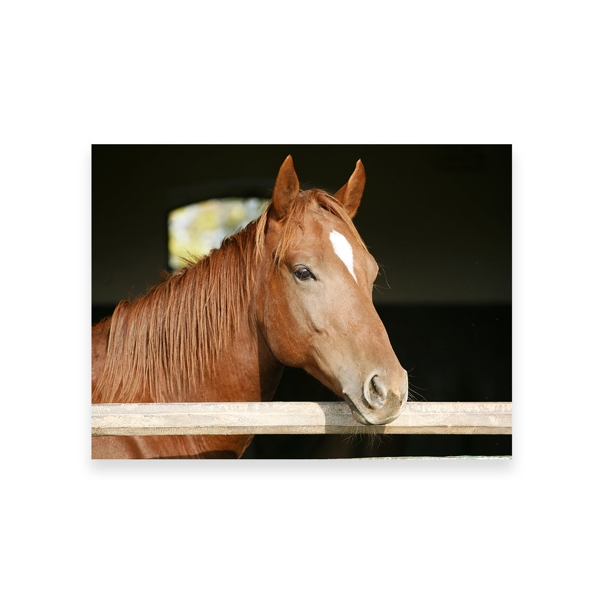 Chestnut Horse