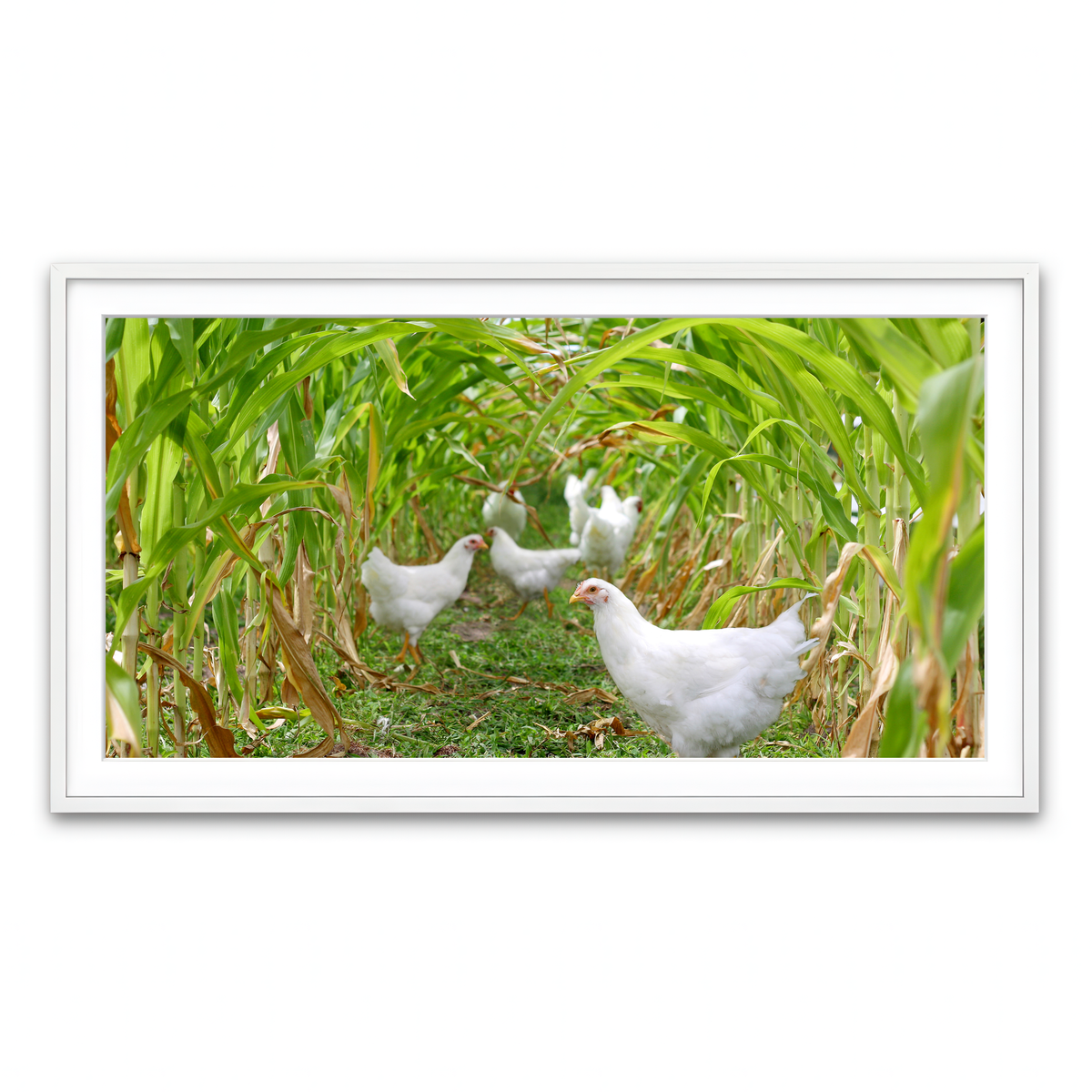 Framed Print 2x1 White