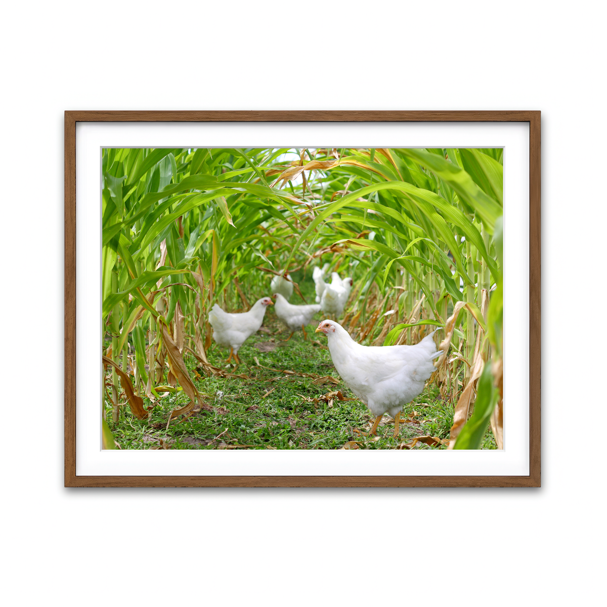 Framed Print 4x3 Walnut