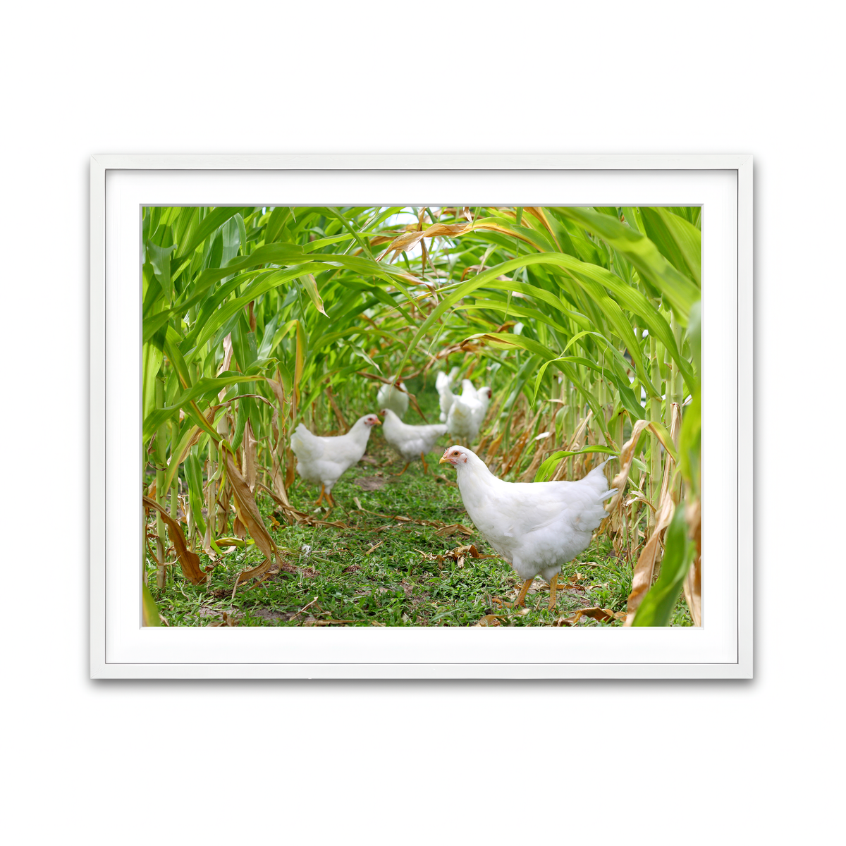 Framed Print 4x3 White