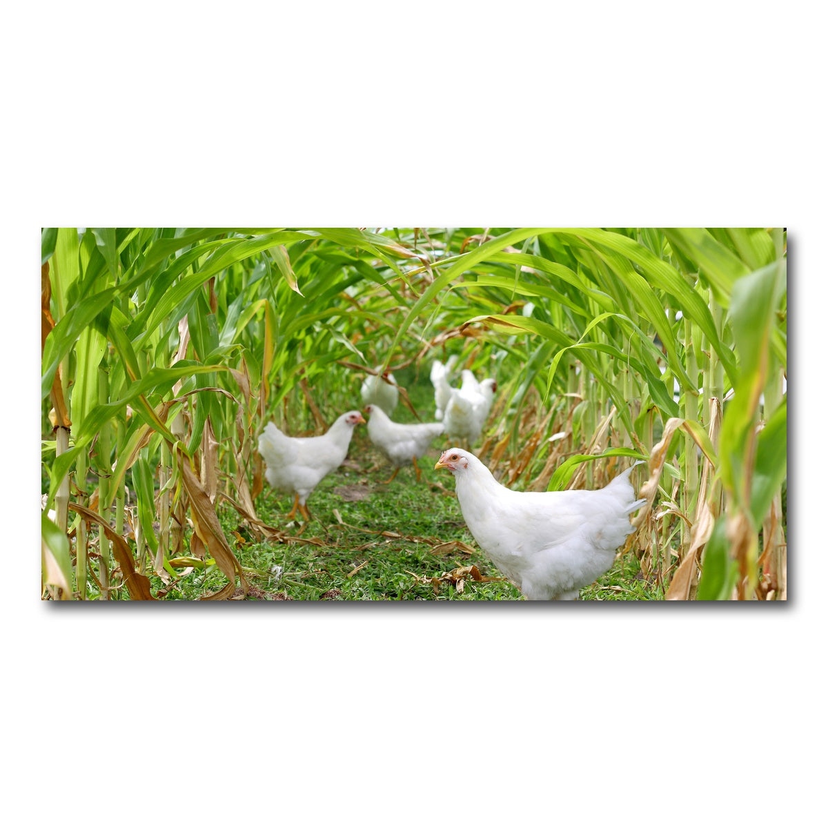 AUTO-MOCKUP WHITE | Chickens in Corn Field | 1 Piece | Gallery Wrap Canvas | group=2x1