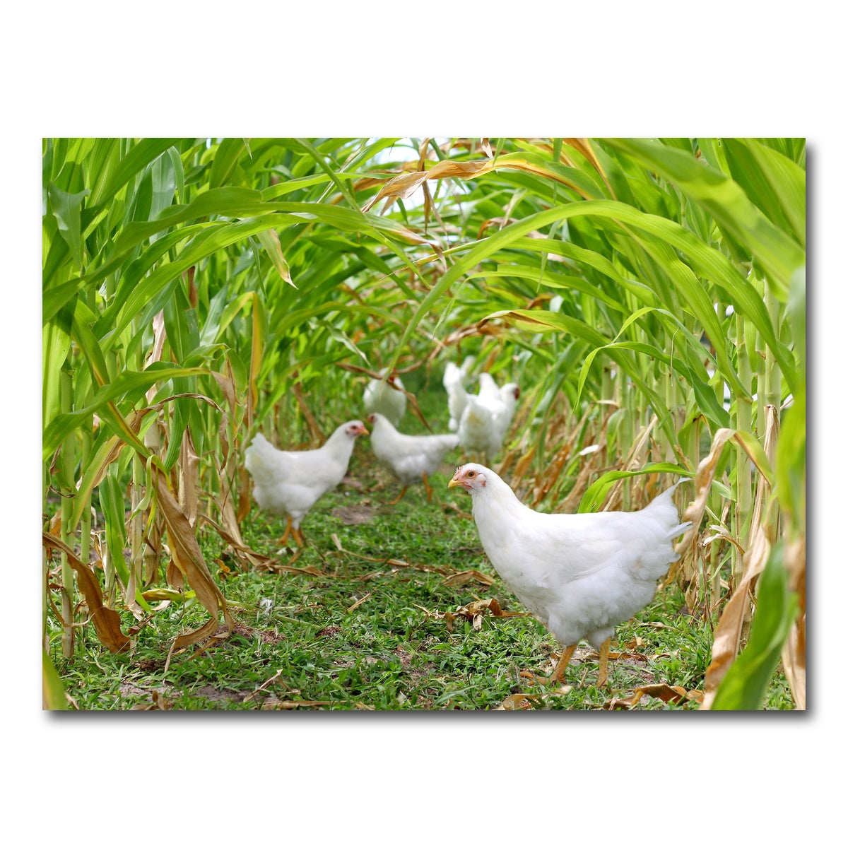 AUTO-MOCKUP WHITE | Chickens in Corn Field | 1 Piece | Gallery Wrap Canvas | group=4x3