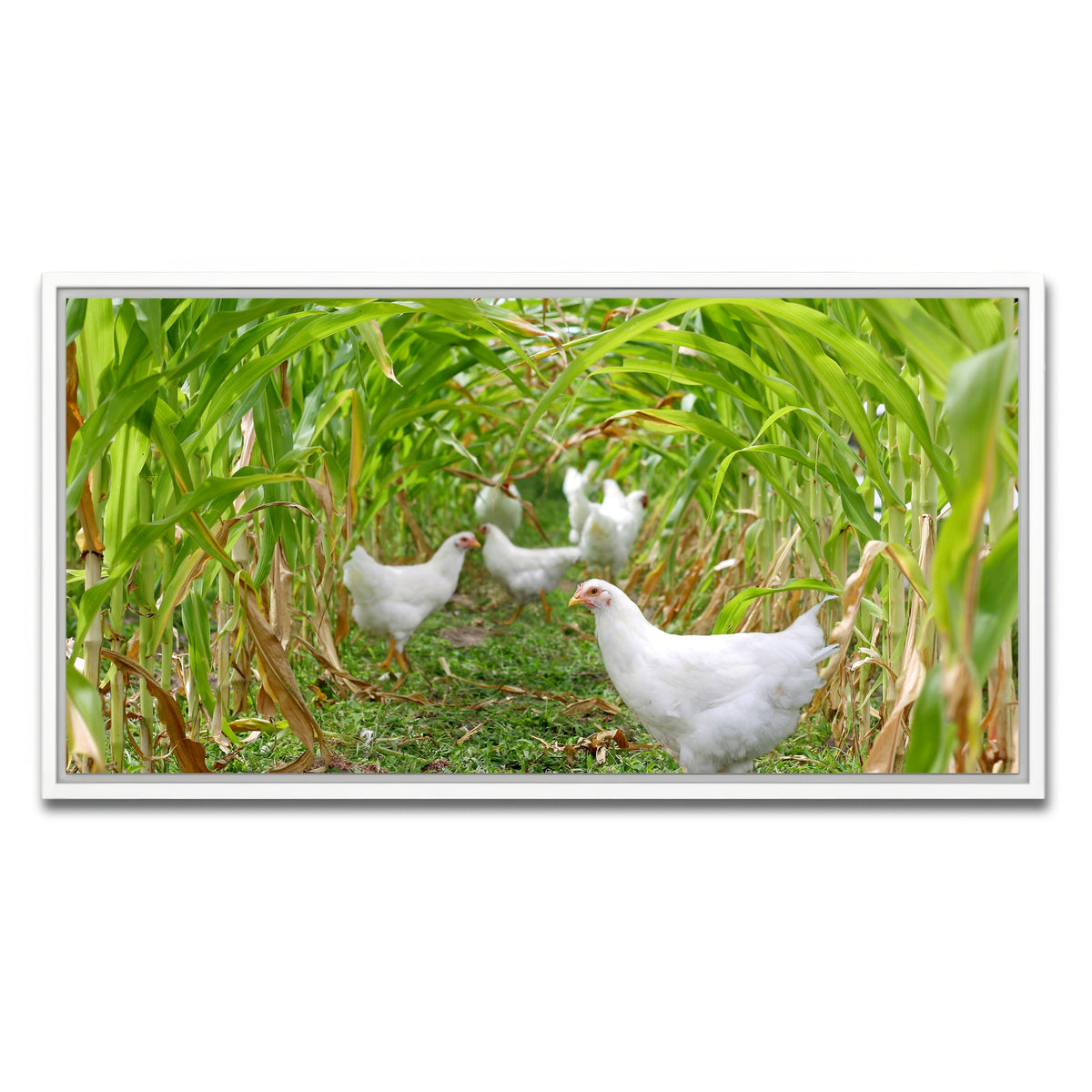 AUTO-MOCKUP WHITE | Chickens in Corn Field | 1 Piece | White Framed Canvas | group=2x1