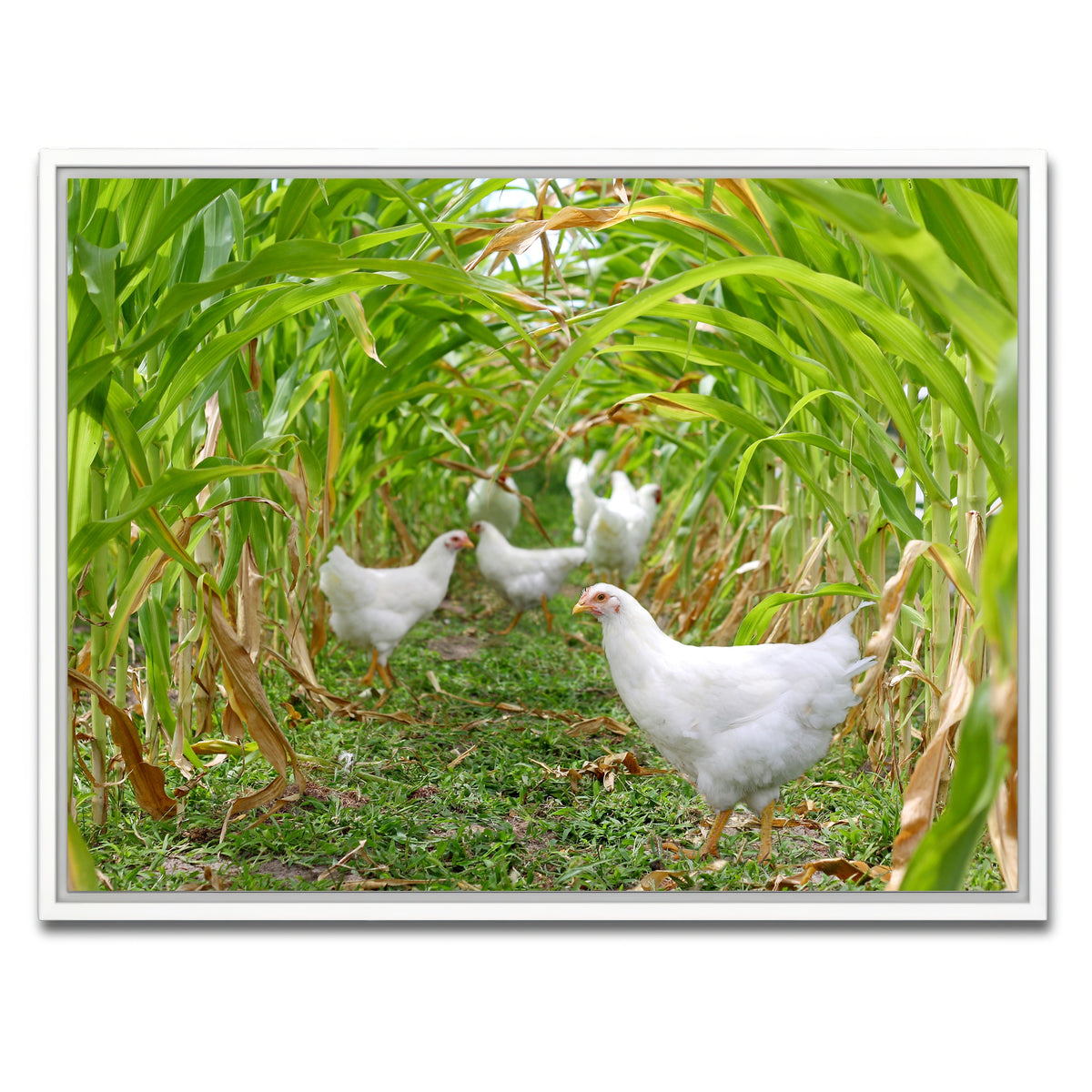AUTO-MOCKUP WHITE | Chickens in Corn Field | 1 Piece | White Framed Canvas | group=4x3