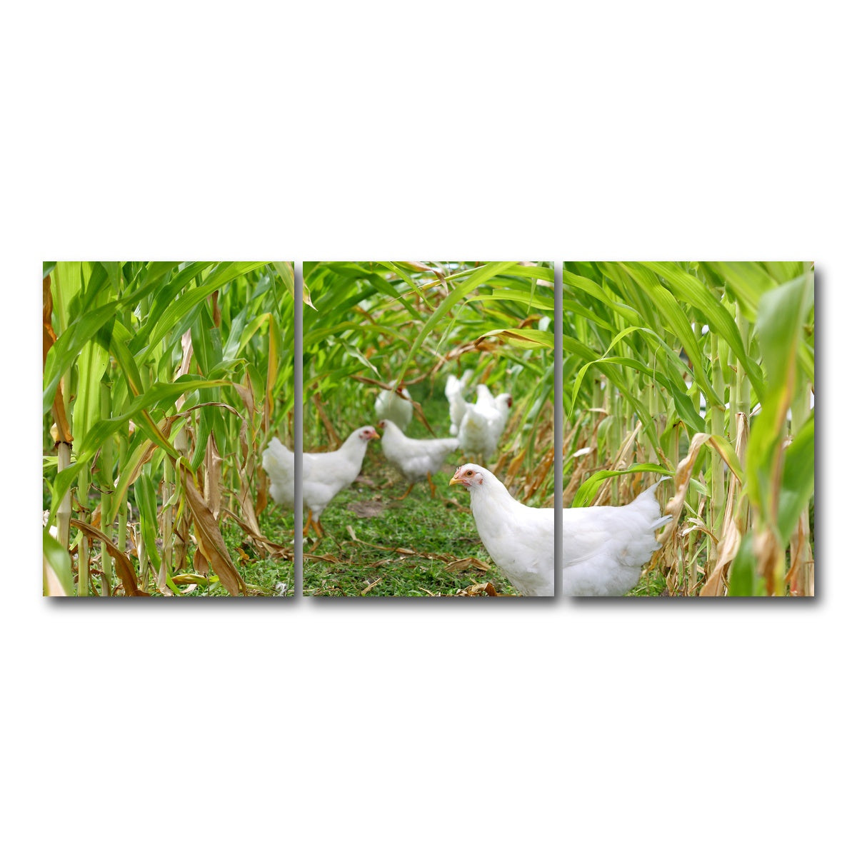 AUTO-MOCKUP WHITE | Chickens in Corn Field | 3 Piece | Gallery Wrap Canvas | group=18x24
